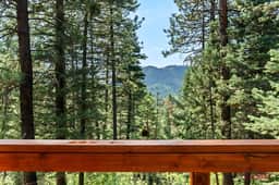 Peaceful Pines