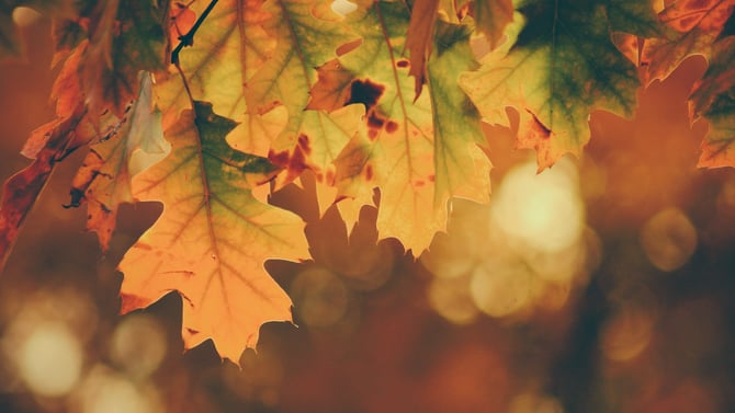 Celebrate Thanksgiving In Durango 2021