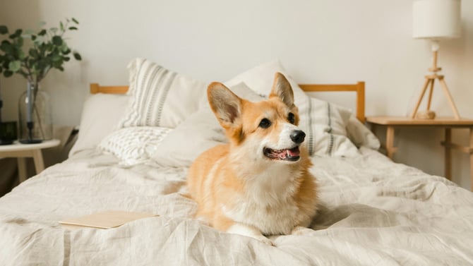 Planning A Colorado Pet-Friendly Getaway To Durango