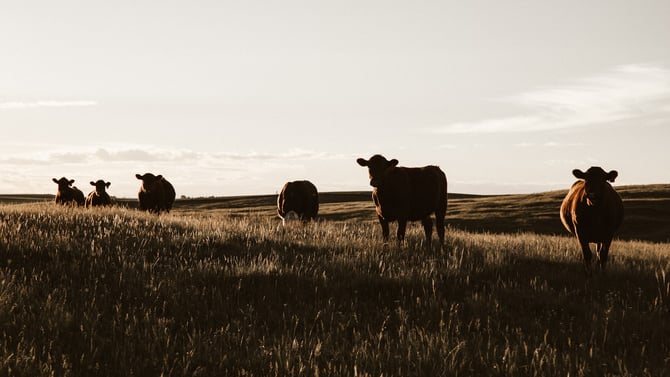 Stop By The James Ranch In Durango