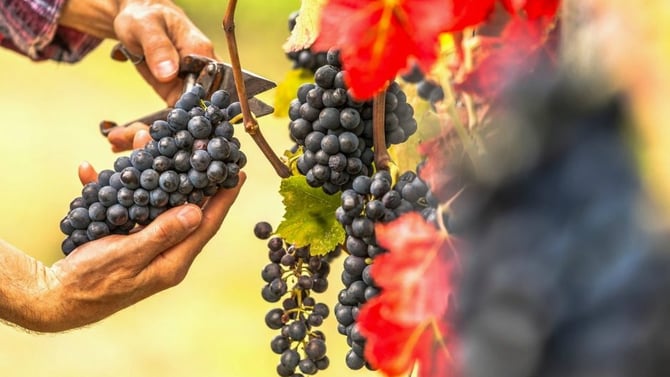 How To Plan An Amazing Visit To The Sutcliffe Vineyards