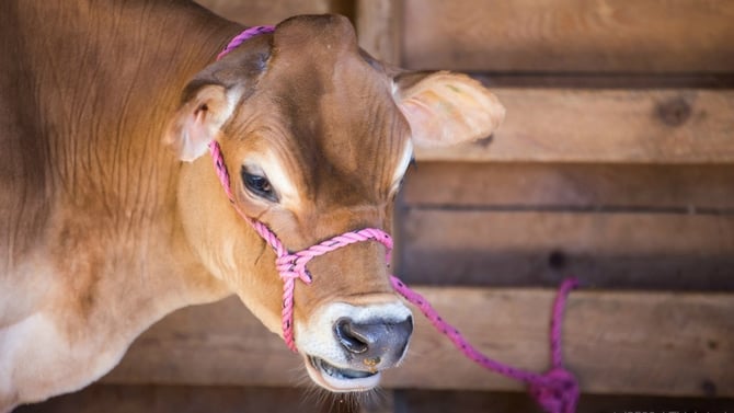 Everything You Need To Know About The James Ranch In Durango