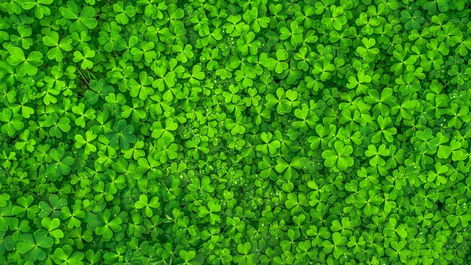 St. Patrick's Day In Durango