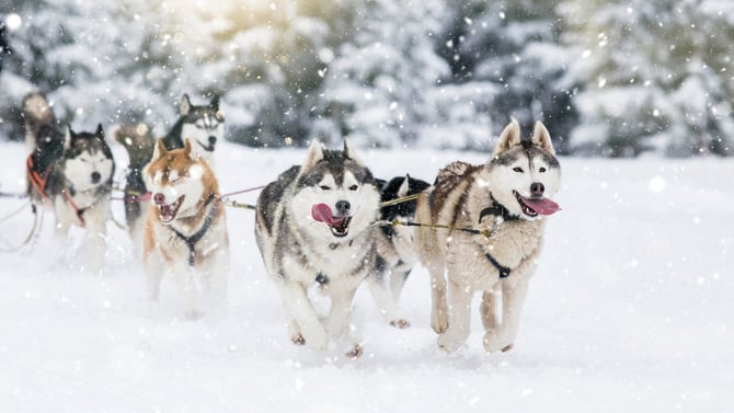 Check Out The Amazing Durango Dog Ranch