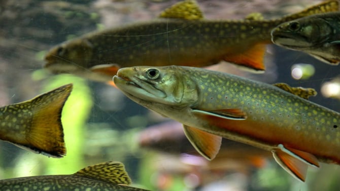Durango Fish Hatchery And Wildlife Museum