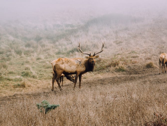 Wildlife Watching Spots