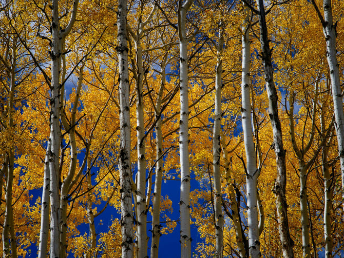 Journey to Durango in the fall