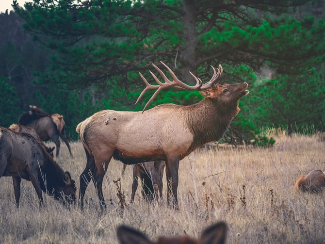 Wildlife Watching